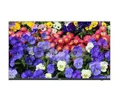 UNV MW3243-F-V2 – 43" Professional Sənaye Tipli CCTV 4K Ultra HD Monitor