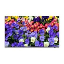 UNV MW3243-F-V2 – 43" Профессиональный промышленный CCTV 4K Ultra HD Монитор