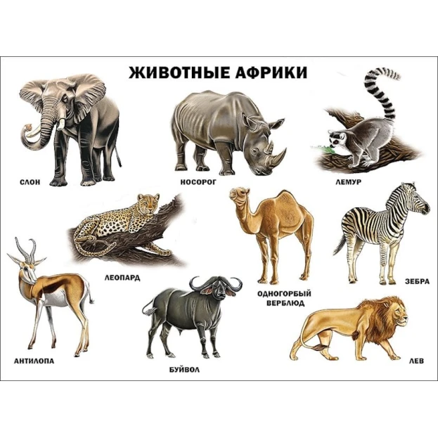 Плакат Проф-Пресс Животные Африки