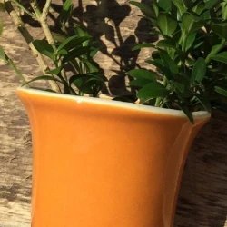 Жидкая глазурь Botz 94868 Pumpkin 800 мл