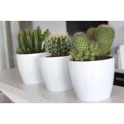 Dibçək Lamela Magnolia 30 sm, plastik, mirvari-ağ