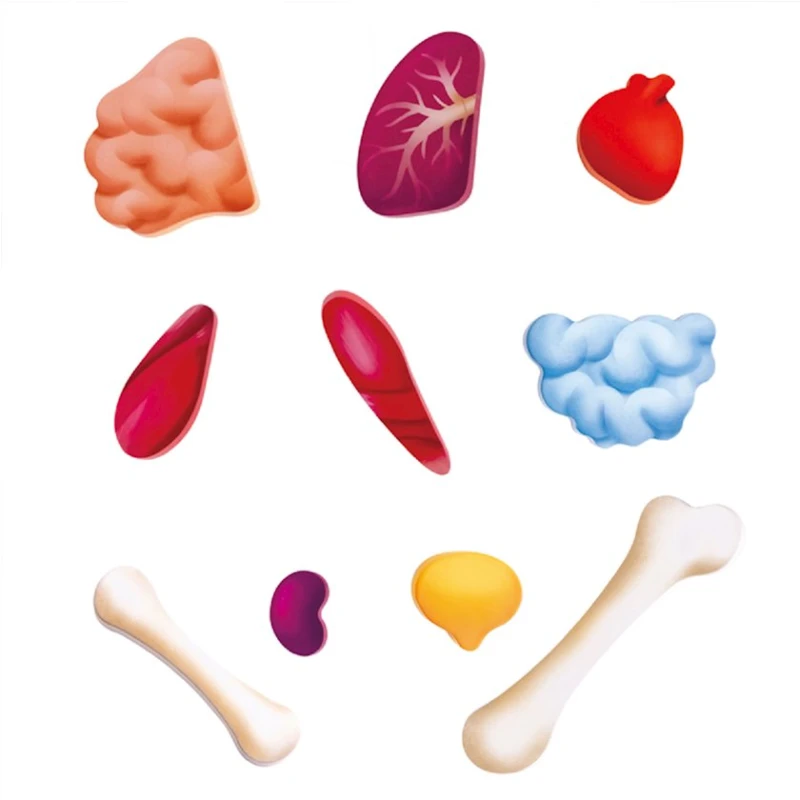 Пазл Hape Human Body Puzzle, 100x50x2.3 см, разноцветный Пазл Hape Human Body Puzzle, 100x50x2.3 см, разноцветный