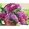 Акриловая живопись по номерам Rosa Start Сирень в корзине, 35х45см Акриловая живопись по номерам Rosa Start Сирень в корзине, 35х45см