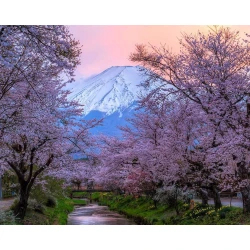 Алмазная мозаика Diamond Mosaic Фудзияма вид через сакуру, 40х50 см Алмазная мозаика Diamond Mosaic Фудзияма вид через сакуру, 40х50 см