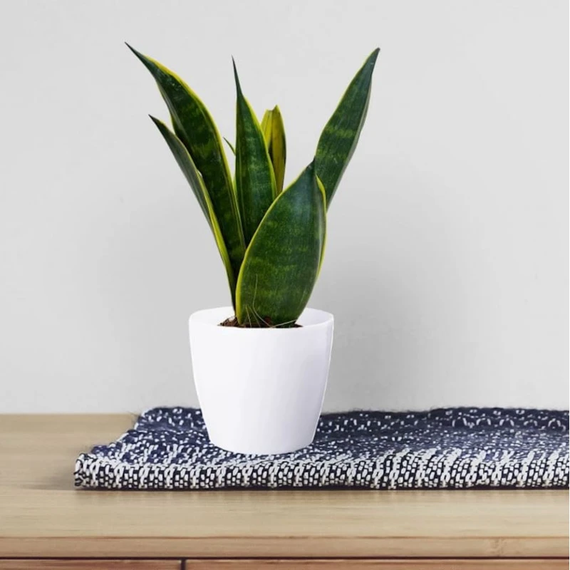 Dibçək Lamela Magnolia 12 sm, plastik, ağ Dibçək Lamela Magnolia 12 sm, plastik, ağ