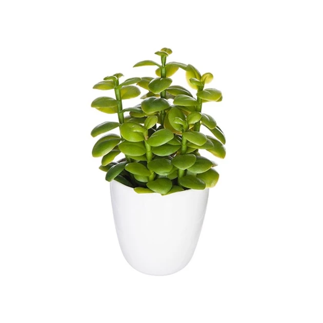 Декоративное растение, 18 см, товар в ассортименте Декоративное растение, 18 см, товар в ассортименте