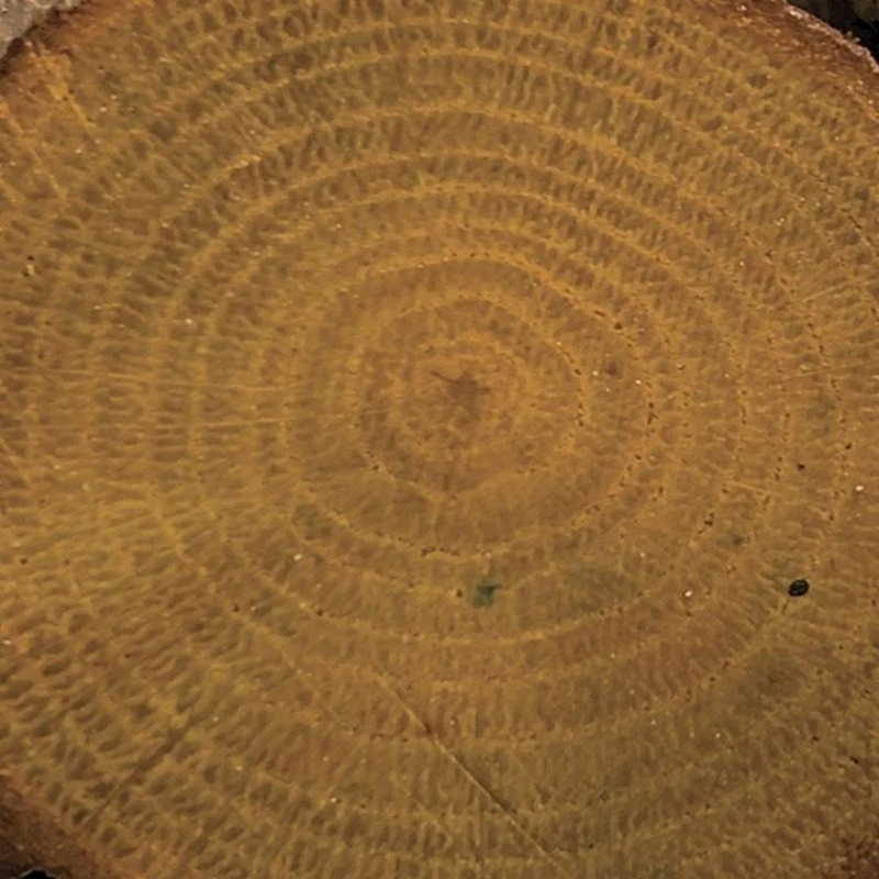 Цветной лак Cadence Colour On Colored Varnish CV-12 Light Walnut, 90 мл Цветной лак Cadence Colour On Colored Varnish CV-12 Light Walnut, 90 мл