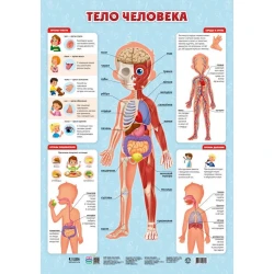 Плакат дидактический Геодом Тело человека, 45x64 см