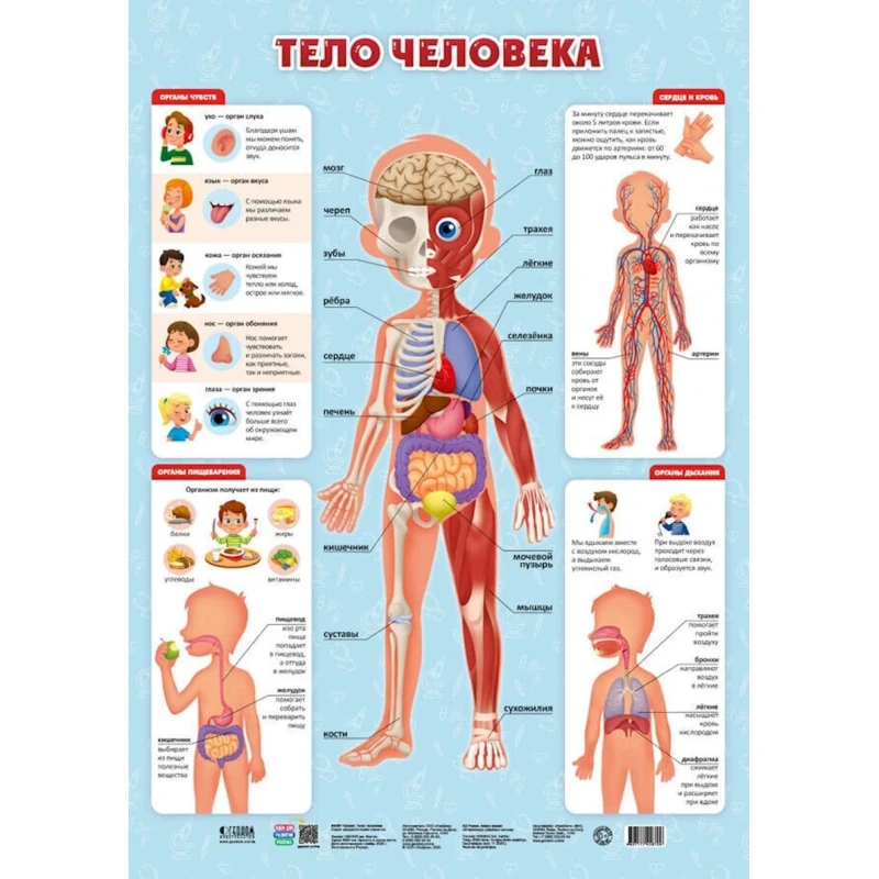 Плакат дидактический Геодом Тело человека, 45x64 см Плакат дидактический Геодом Тело человека, 45x64 см