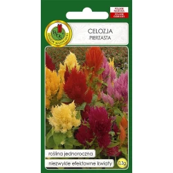 Семена цветов PNOS Celosia Pierzasta, 0.3 г