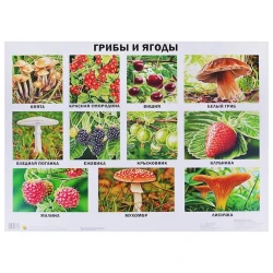 Plakat Проф-Пресс Göbələk və giləmeyvələr