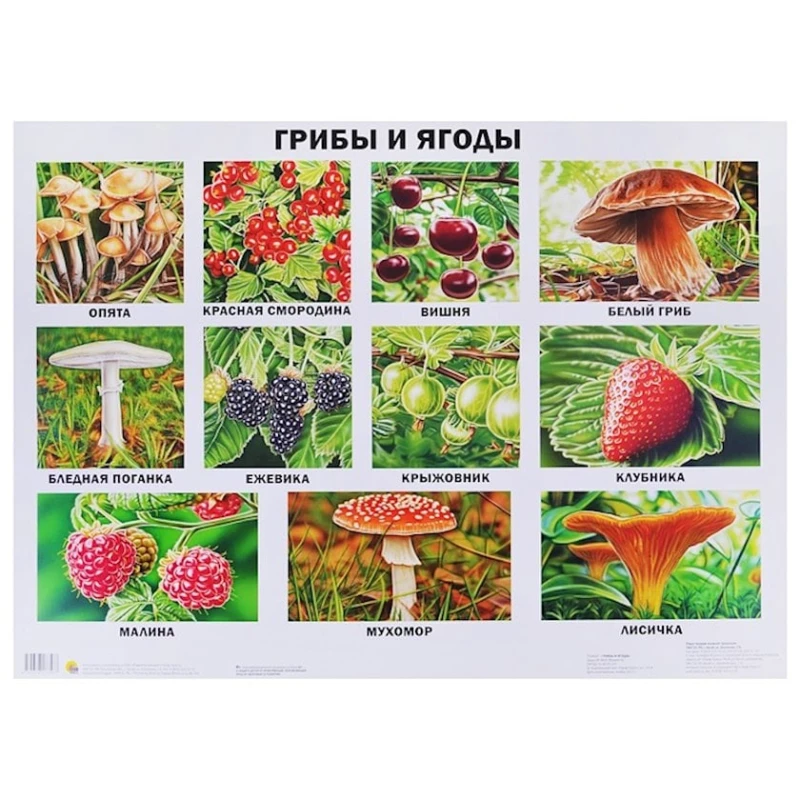 Плакат Проф-Пресс Грибы и ягоды