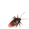 Radio ilə idarə olunan heyvan Tarakan Giant Roach 1288, 12+ yaş