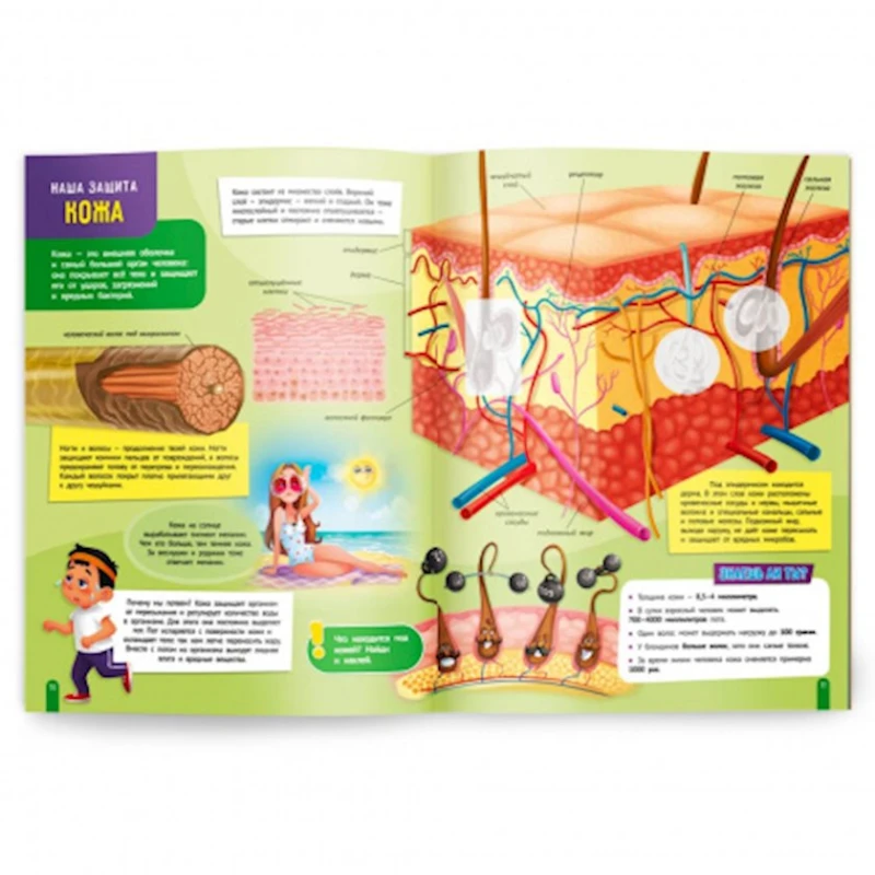 Книга с наклейками Тело человека, 32 стр Книга с наклейками Тело человека, 32 стр