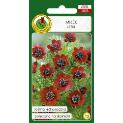 Семена цветов PNOS Milek Letni 1 г