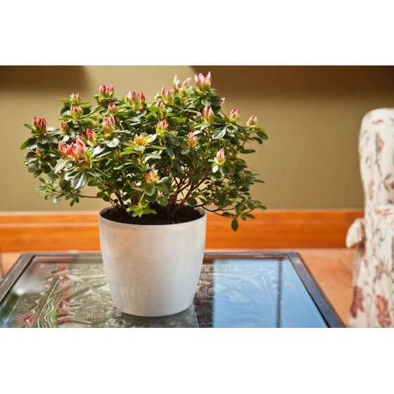 Горшок Lamela Magnolia 12 см, пластик, жемчужно-белый