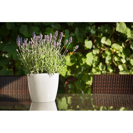 Горшок Lamela Magnolia, кремовый, 13.5х11.9 см Горшок Lamela Magnolia, кремовый, 13.5х11.9 см