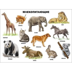 Plakat Проф-Пресс Məməlilər