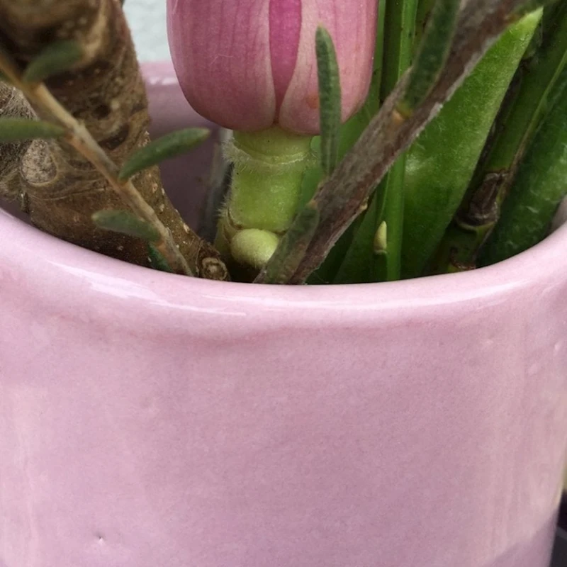 Жидкая глазурь Botz 9561 Pink, 200 мл Жидкая глазурь Botz 9561 Pink, 200 мл