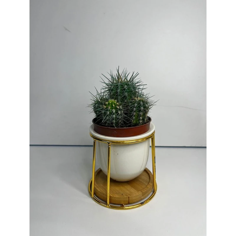 Dibçəkdə kaktus, ağ/göy, 11x11x19 sm