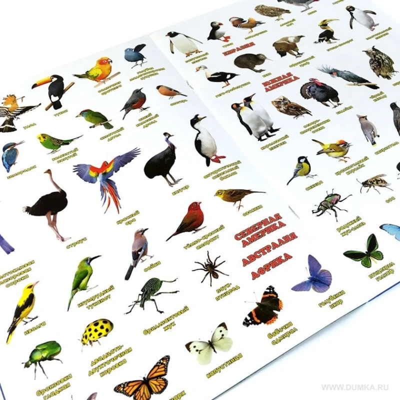 Книга Атлас мира с наклейками Птицы и насекомые Книга Атлас мира с наклейками Птицы и насекомые
