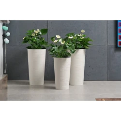 Kaşpo Lamela Lilia LA725-75, krem, 19х37 sm